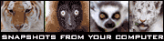 animal-cams.gif