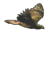 hawk.gif